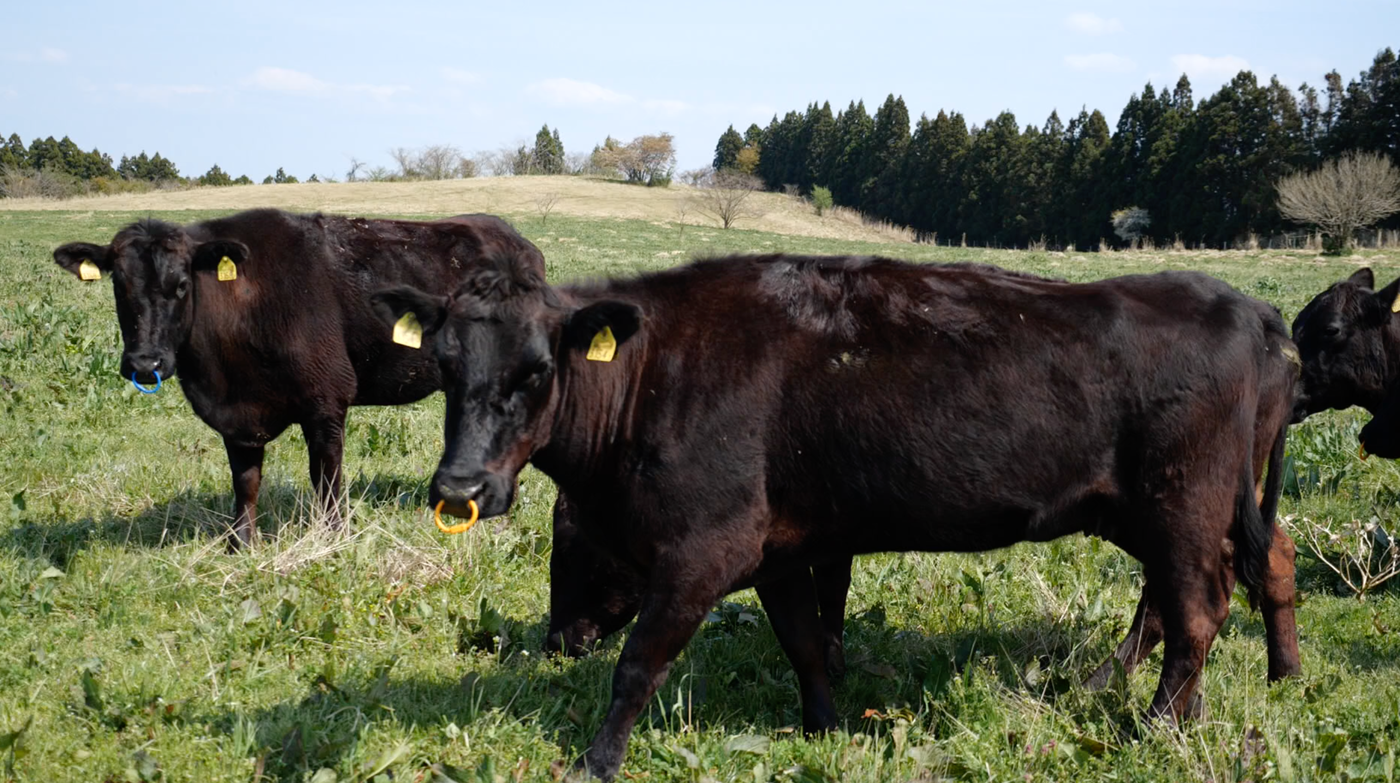 無角和種ってどんな牛?山口編②